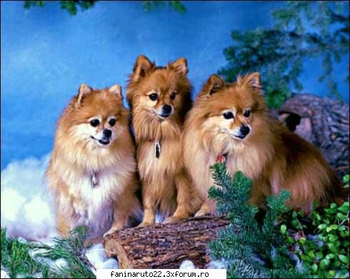 mie imi place foarte mult caini :nod:  :nod:  =) care este animalul vostru preferat?