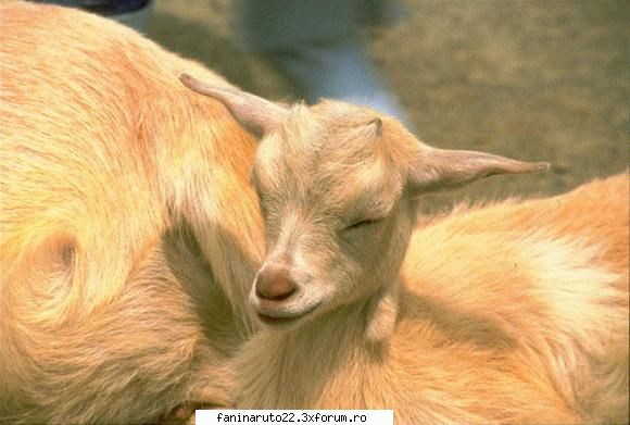 :zzz: poze cu diferite animale!