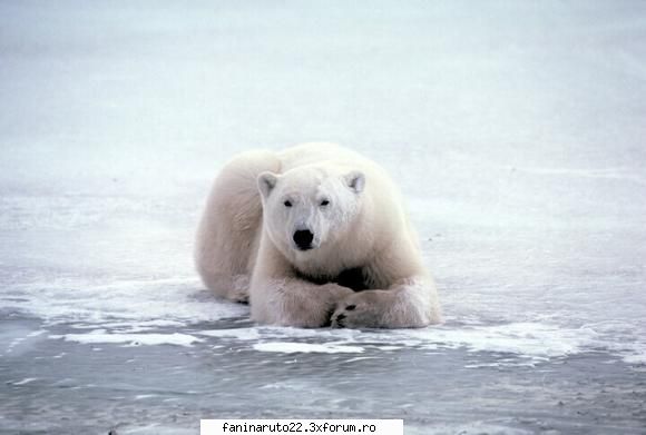 8 poze cu diferite animale!