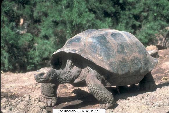 9 poze cu diferite animale!