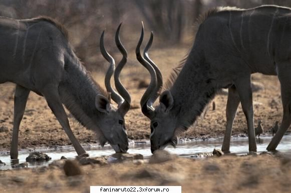 18 poze cu diferite animale!
