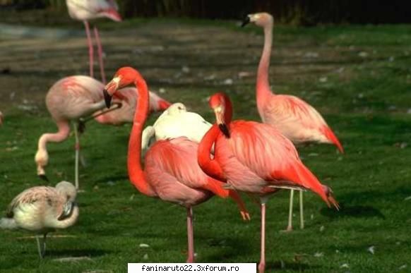 26 poze cu diferite animale!