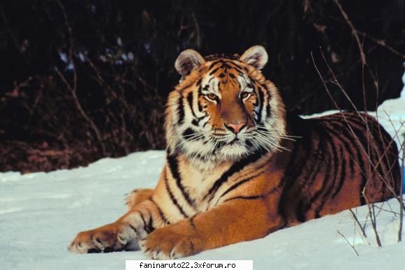 29 poze cu diferite animale!