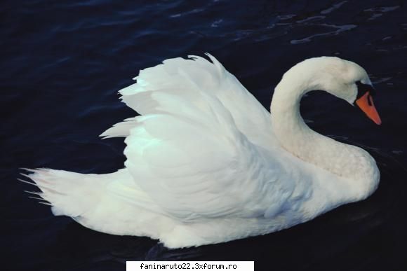 :limba: poze cu diferite animale!