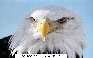 36 poze cu diferite animale!