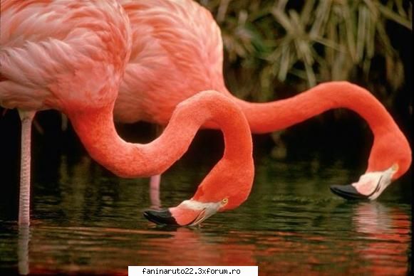 39 poze cu diferite animale!