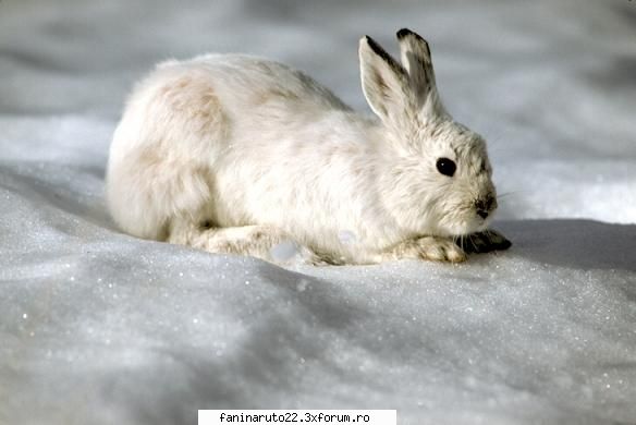 42 poze cu diferite animale!